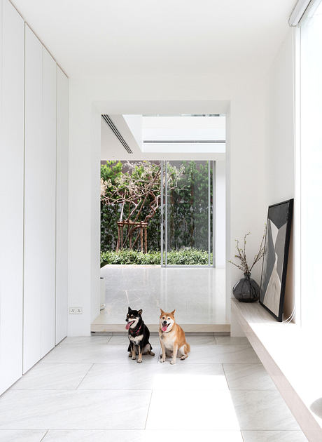 Minimalist white hallway with large window and two dogs.