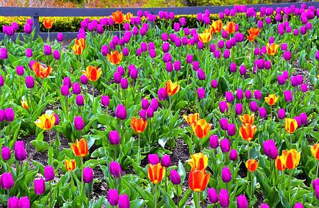 Beautiful Tulip Gardens