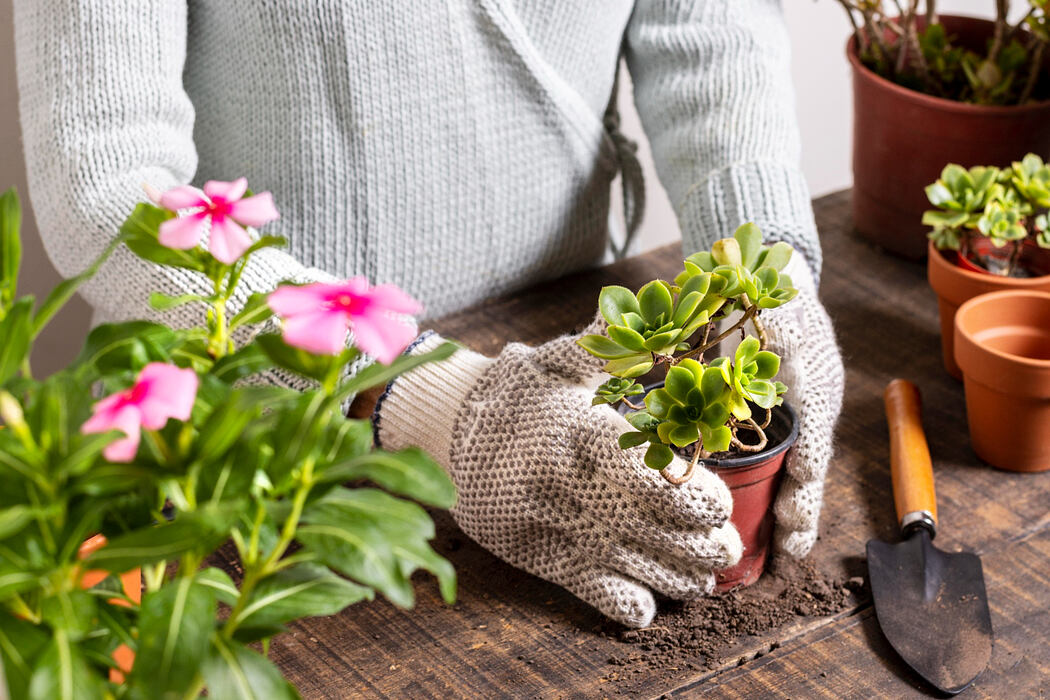 Home Gardening Tips: 5 Flowers You Should Plant this Summer - 1