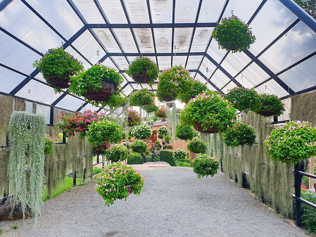 Greenhouse interior with hanging plants and a clear roof.