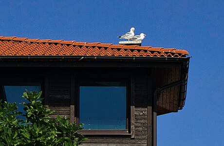 Signs That You Need to Replace Your Asphalt Shingle Roof