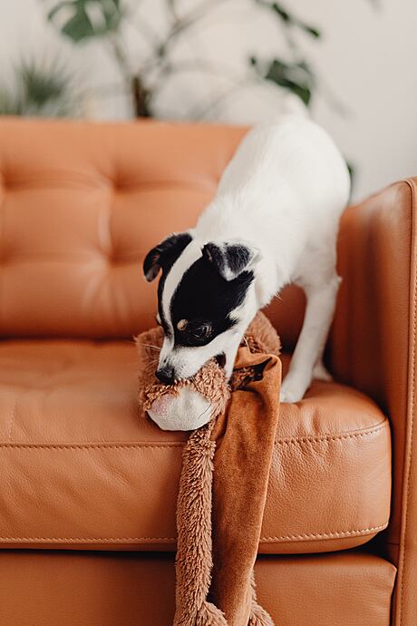 Is Leather Furniture Good with Pets? - 1