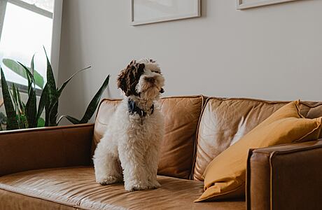 Is Leather Furniture Good with Pets?