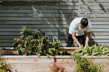 Man tending to plants in a raised wooden garden bed beside a modern grey-panel