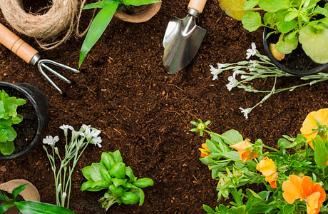 Useful Tips for Gardeners on Learning More About Plants