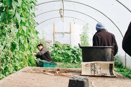 People working inside a greenhouse with plants and gardening tools.