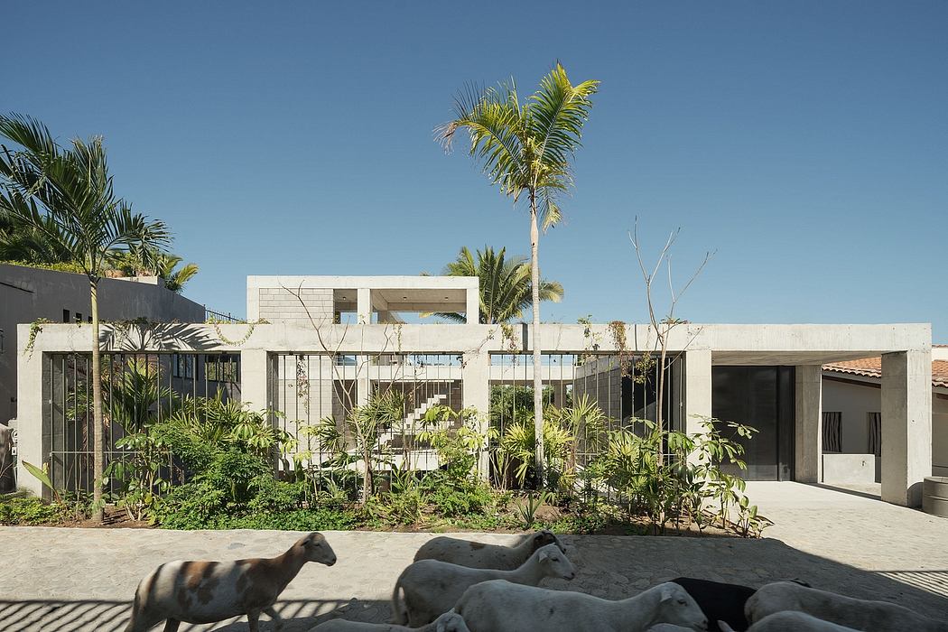Modern house with concrete facade, palm trees, and a sheep in the foreground.