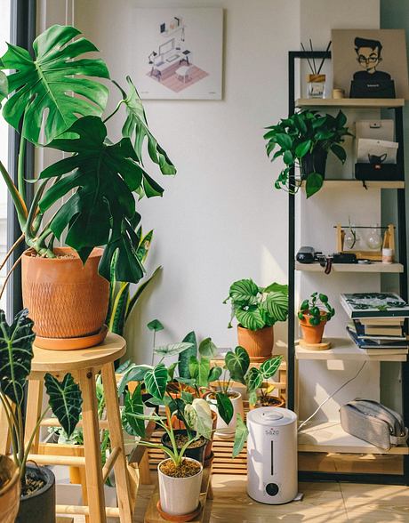 Cozy room corner filled with lush potted plants and a bookshelf.