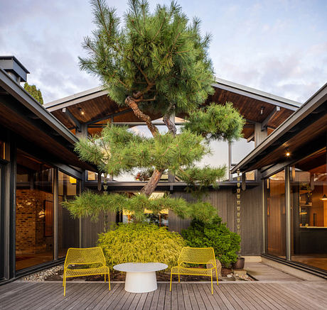 Modernist architecture with a striking landscape design, featuring a large pine tree and vibrant yellow seating.