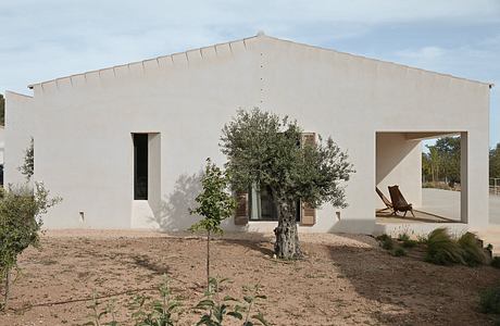 A modern, minimalist house design with clean lines, large windows, and a mature olive tree.