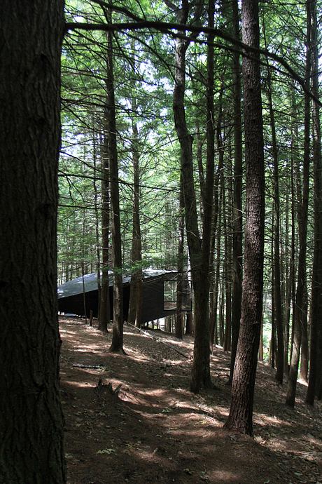 Half-Tree House: Unique Cabin Built Among Trees