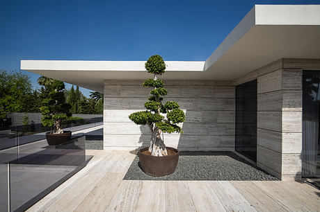 Sleek, minimalist architecture with a bonsai-style tree as a focal point on the patio.